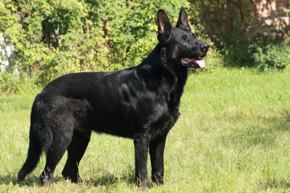 Salem, German Shepherd Dog