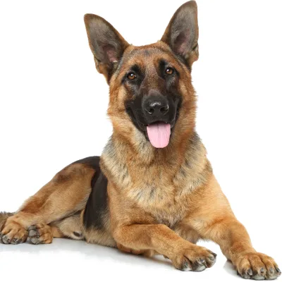 Devon, German Shepherd Dog