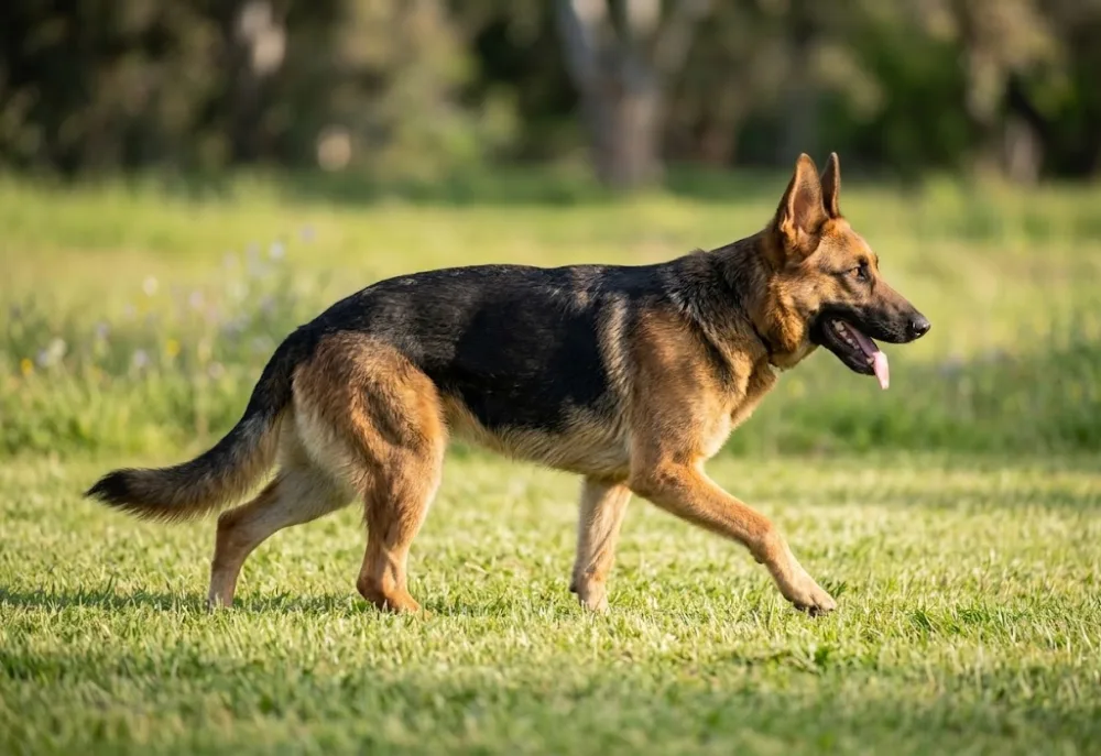 Morticia, German Shepherd Dog