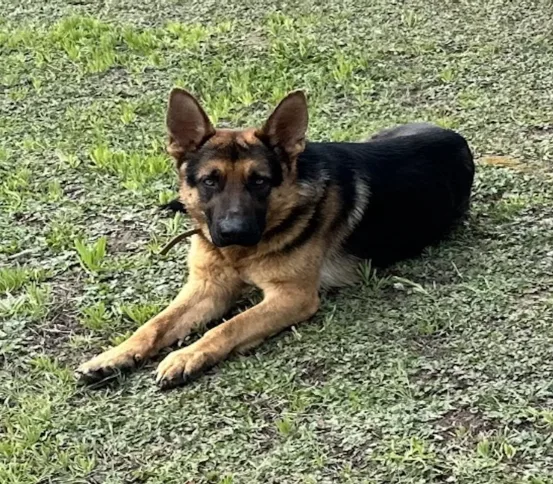 EB, German Shepherd Dog