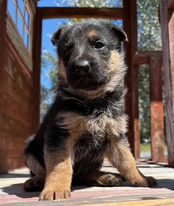 Bruno puppy