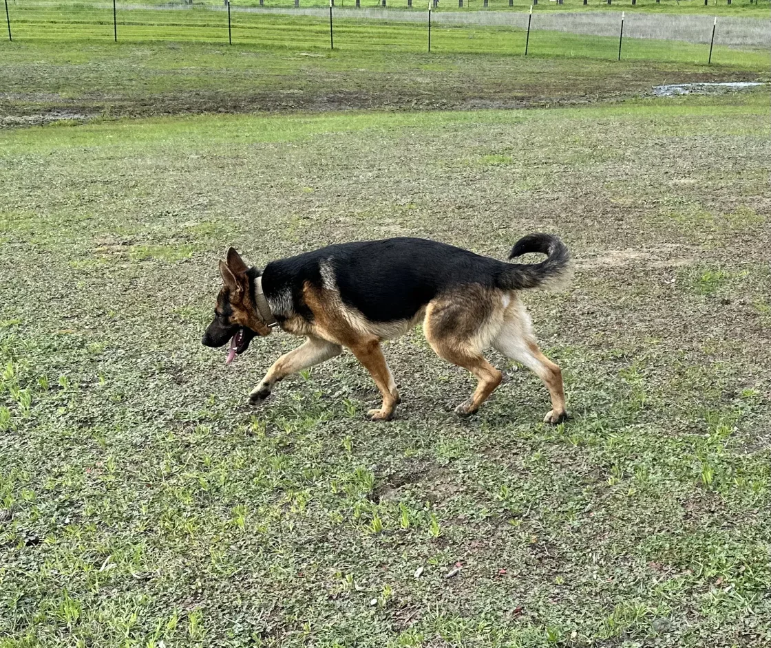 EB, our foundation sire