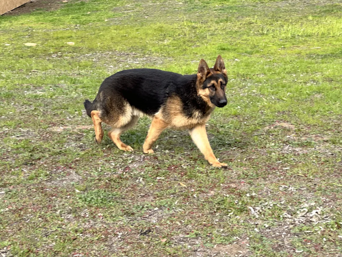 A working-bred Central Valley German Shepherd