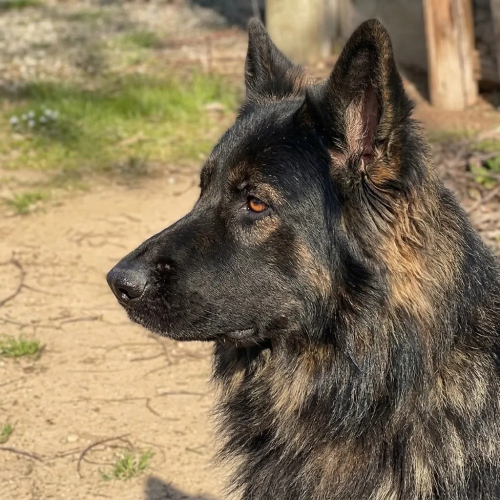 Hyde, German Shepherd Dog