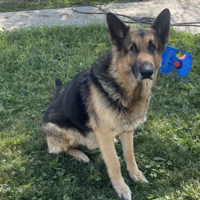 Oakley, German Shepherd Dog