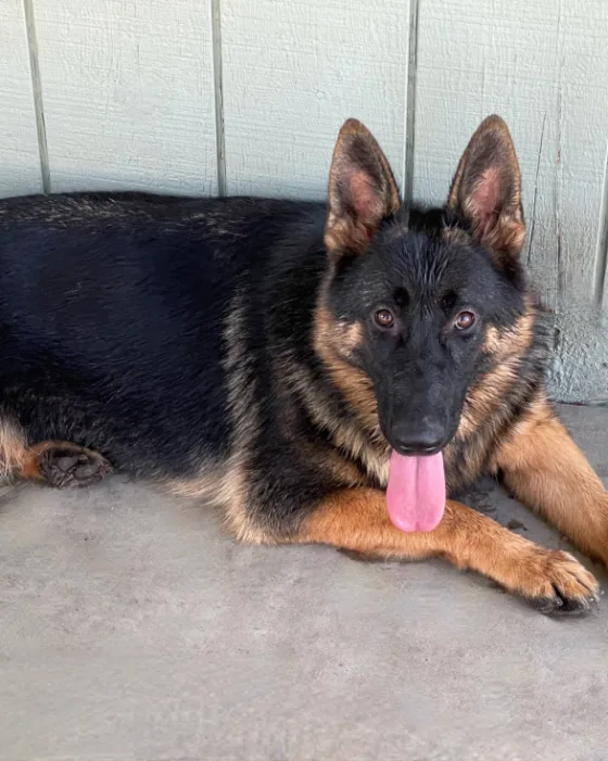 Zoey, German Shepherd Dog