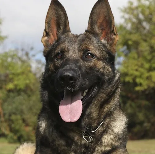 Nova, German Shepherd Dog