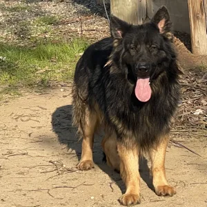 Hyde, German Shepherd Dog