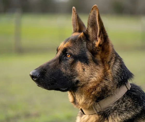 EB, German Shepherd Dog