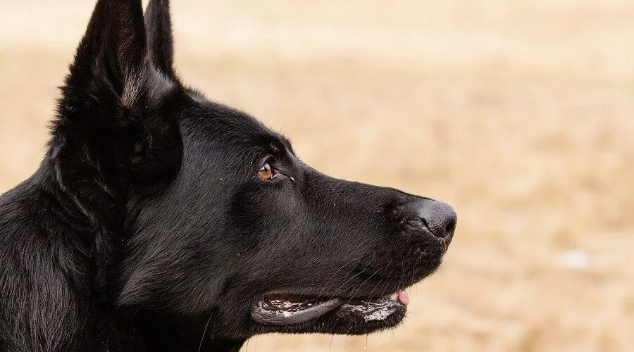A Central Valley German Shepherd at home