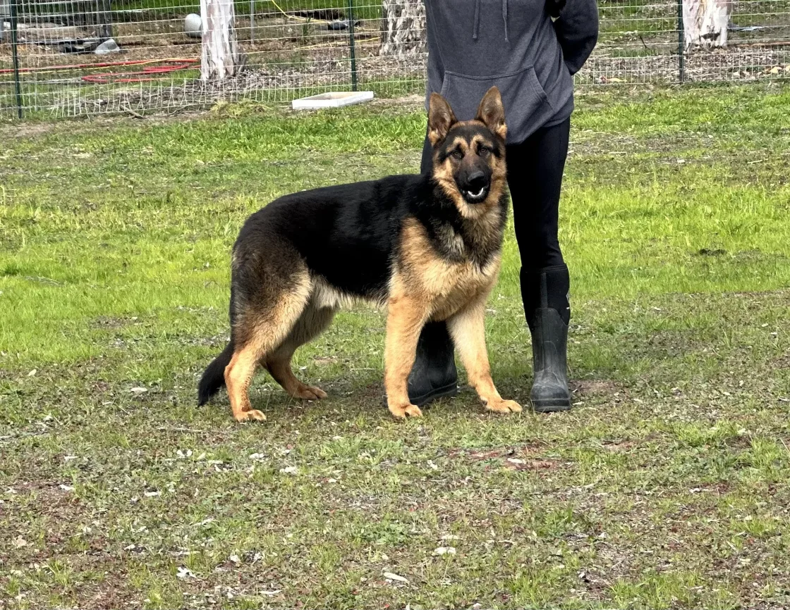 A Central Valley German Shepherd