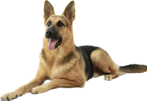 Morticia, German Shepherd Dog