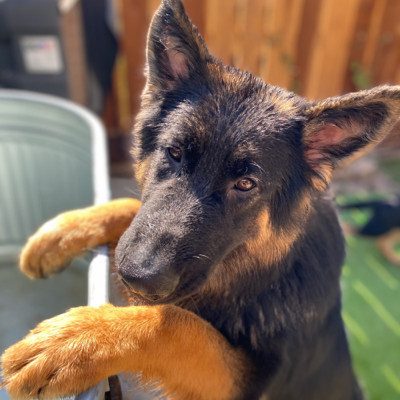 Central Valley German Shepherds, photo 70