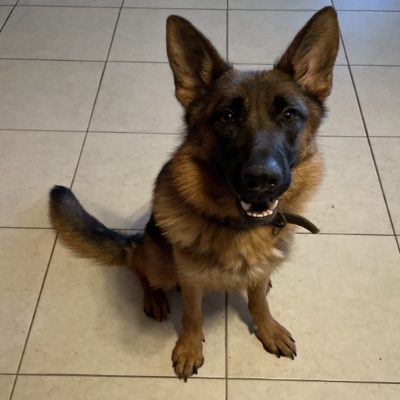 Central Valley German Shepherds, photo 65