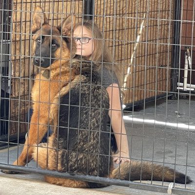 Central Valley German Shepherds, photo 66