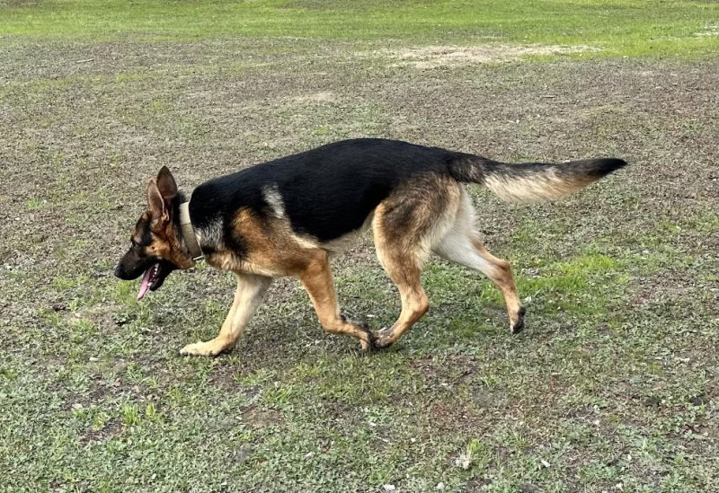 Central Valley German Shepherds, photo 55