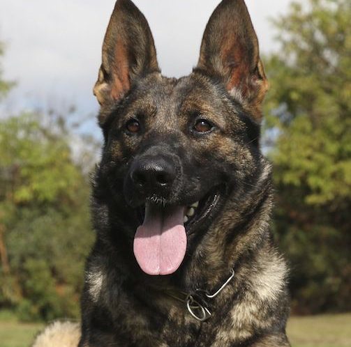 Central Valley German Shepherds, photo 76