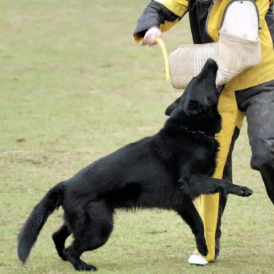 Central Valley German Shepherds, photo 62