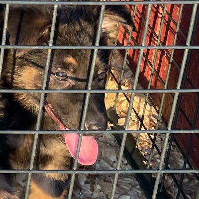 Central Valley German Shepherds, photo 74