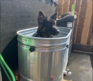 Central Valley German Shepherds, photo 25