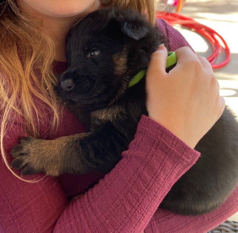Central Valley German Shepherds, photo 27