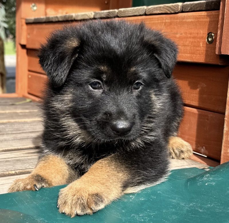 Central Valley German Shepherds, photo 28