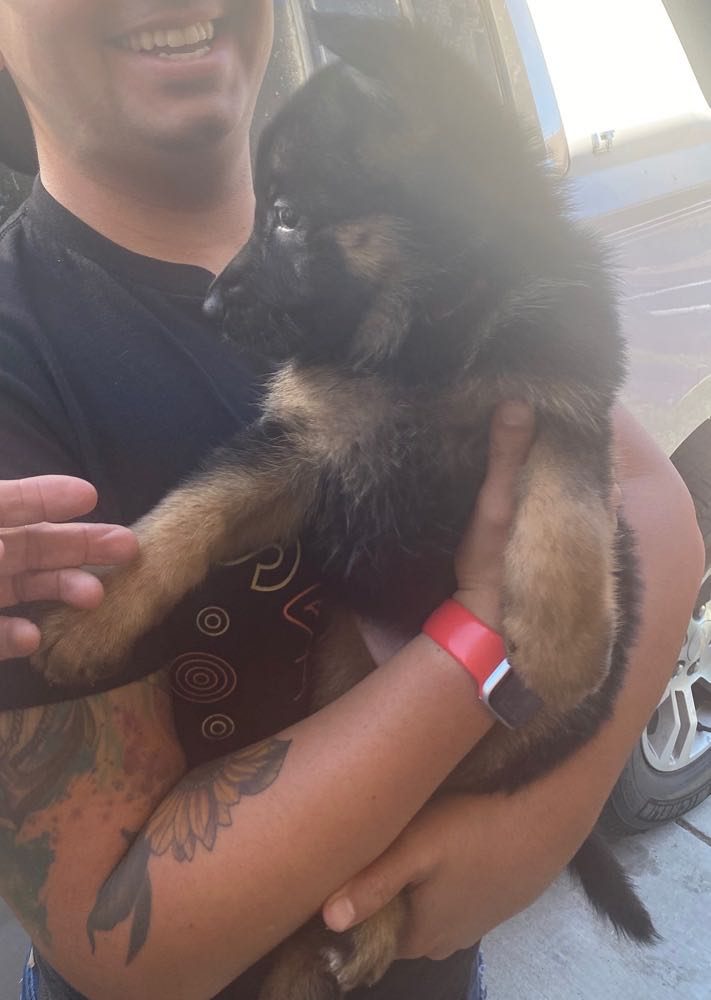Central Valley German Shepherds, photo 31