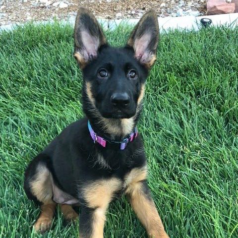 Central Valley German Shepherds, photo 35
