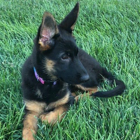 Central Valley German Shepherds, photo 36