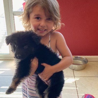 Central Valley German Shepherds, photo 38