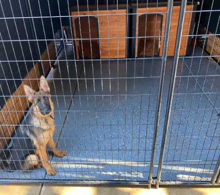 Central Valley German Shepherds, photo 42
