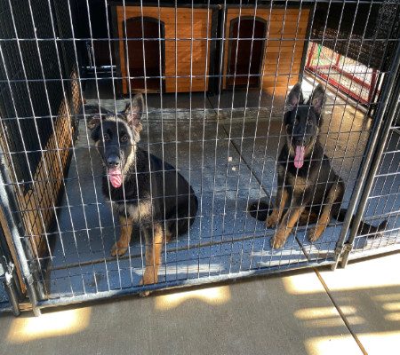 Central Valley German Shepherds, photo 47