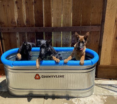 Central Valley German Shepherds, photo 49