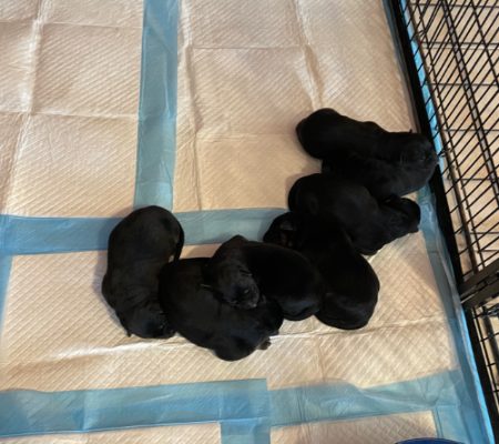 Central Valley German Shepherds, photo 16