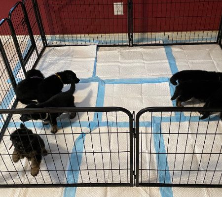 Central Valley German Shepherds, photo 51