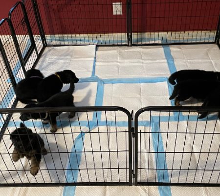 Central Valley German Shepherds, photo 17