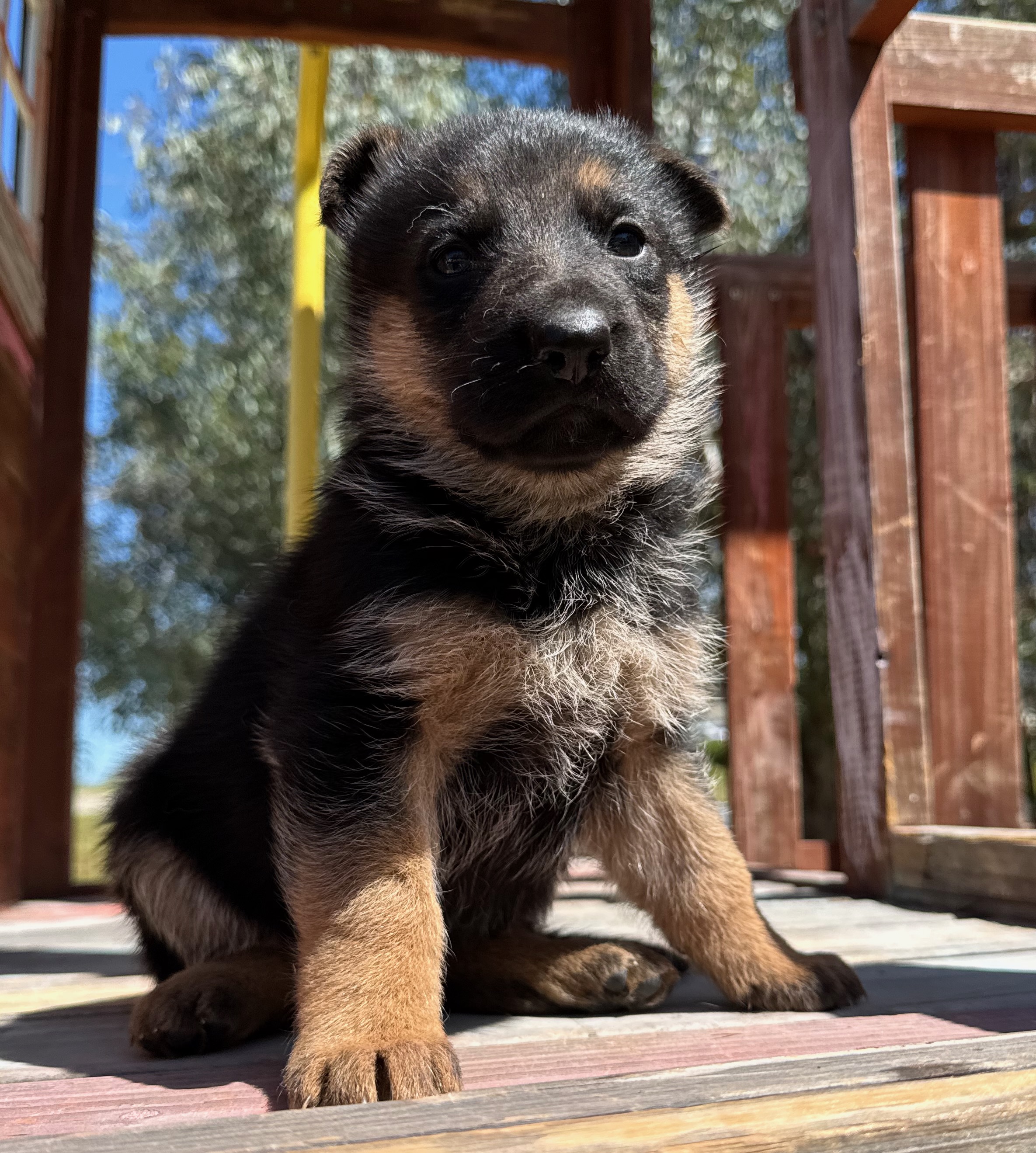 Puppy Thumbnail