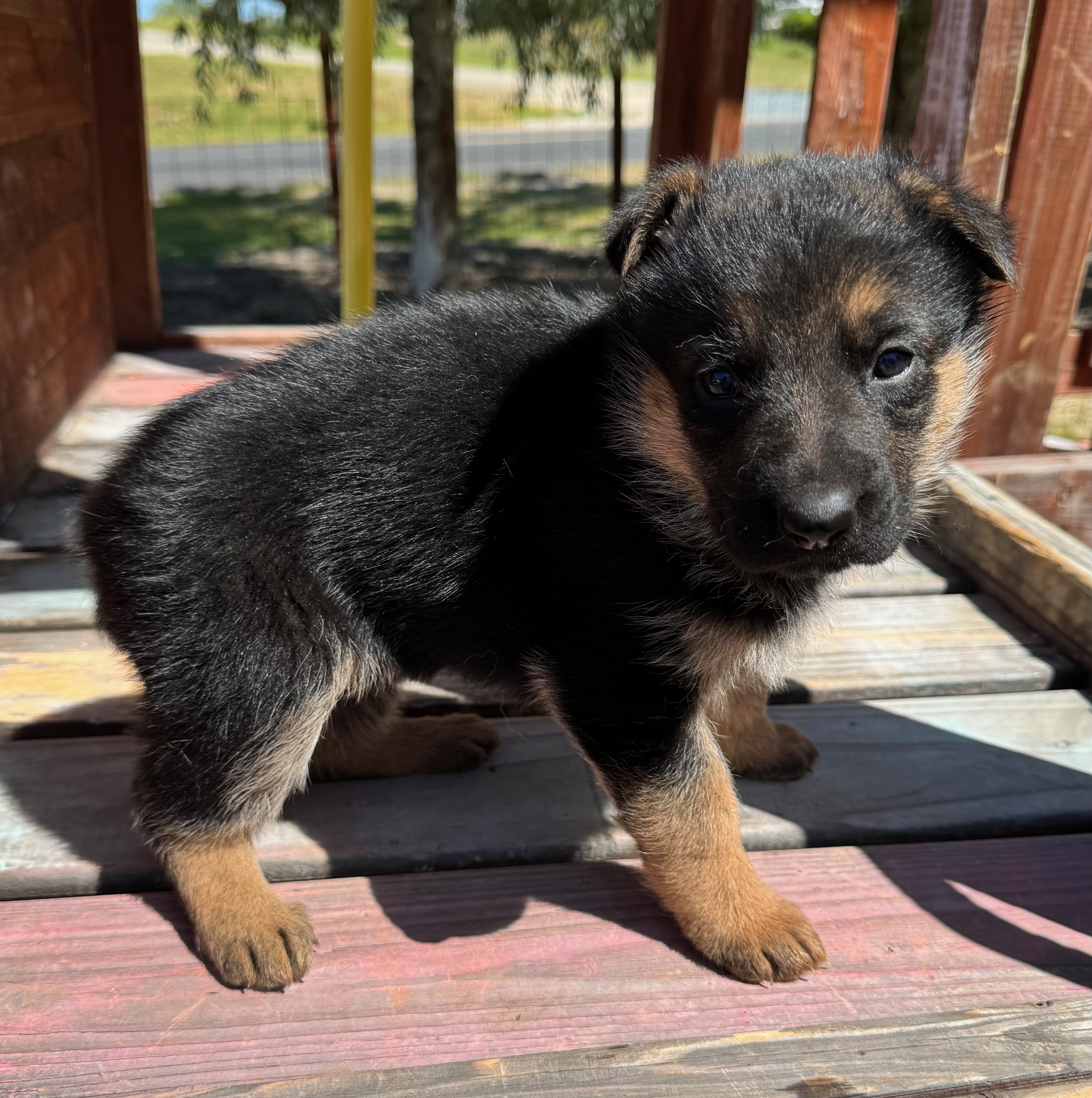 Puppy Thumbnail