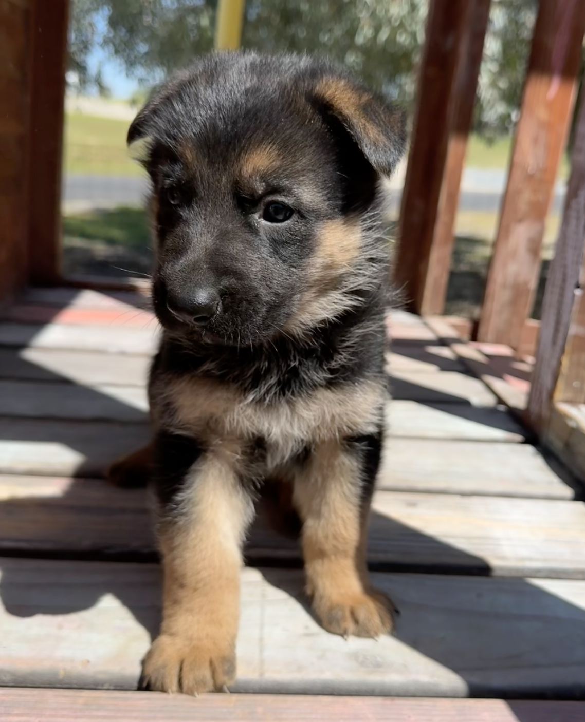 Puppy Photo