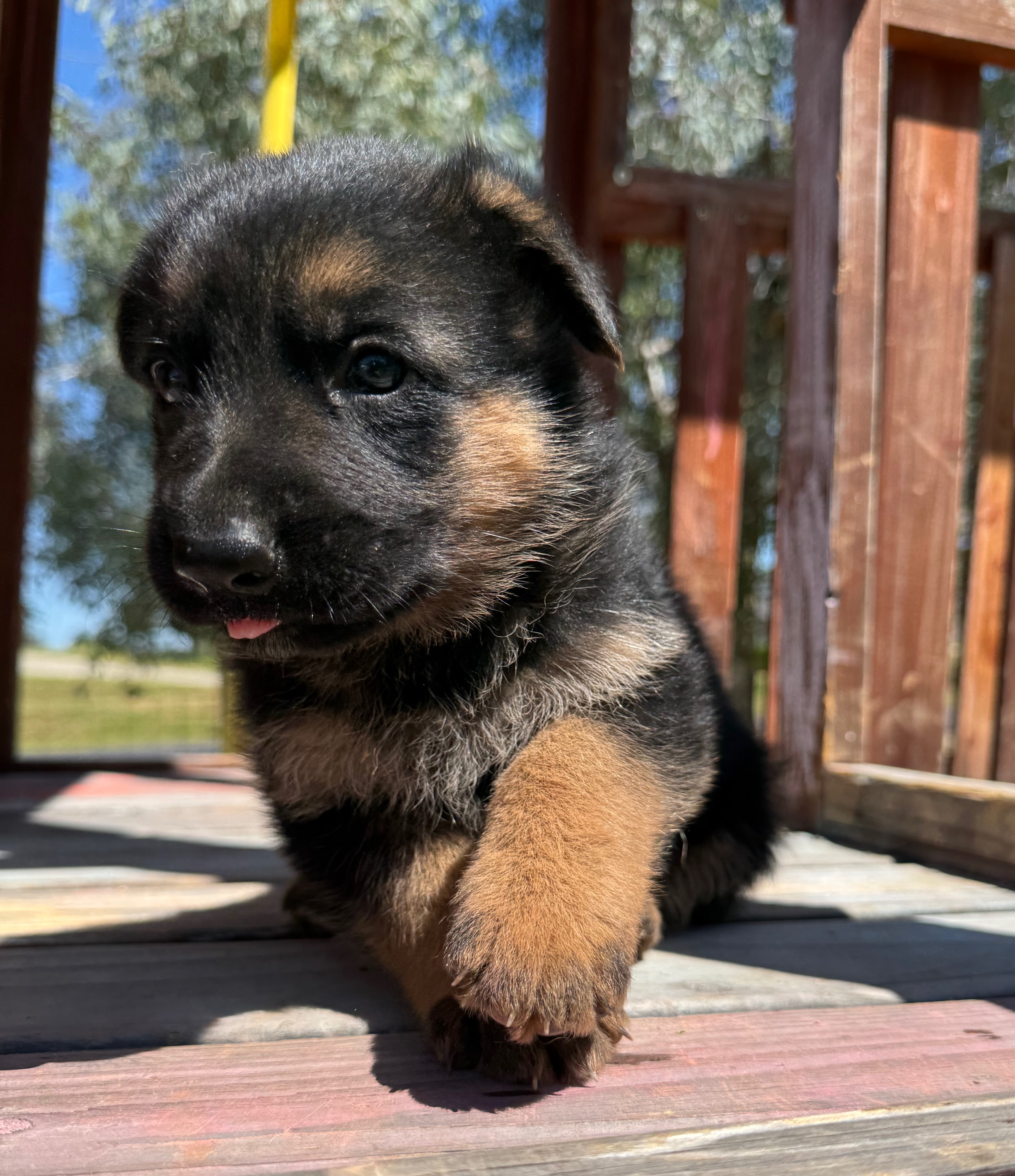 Puppy Thumbnail