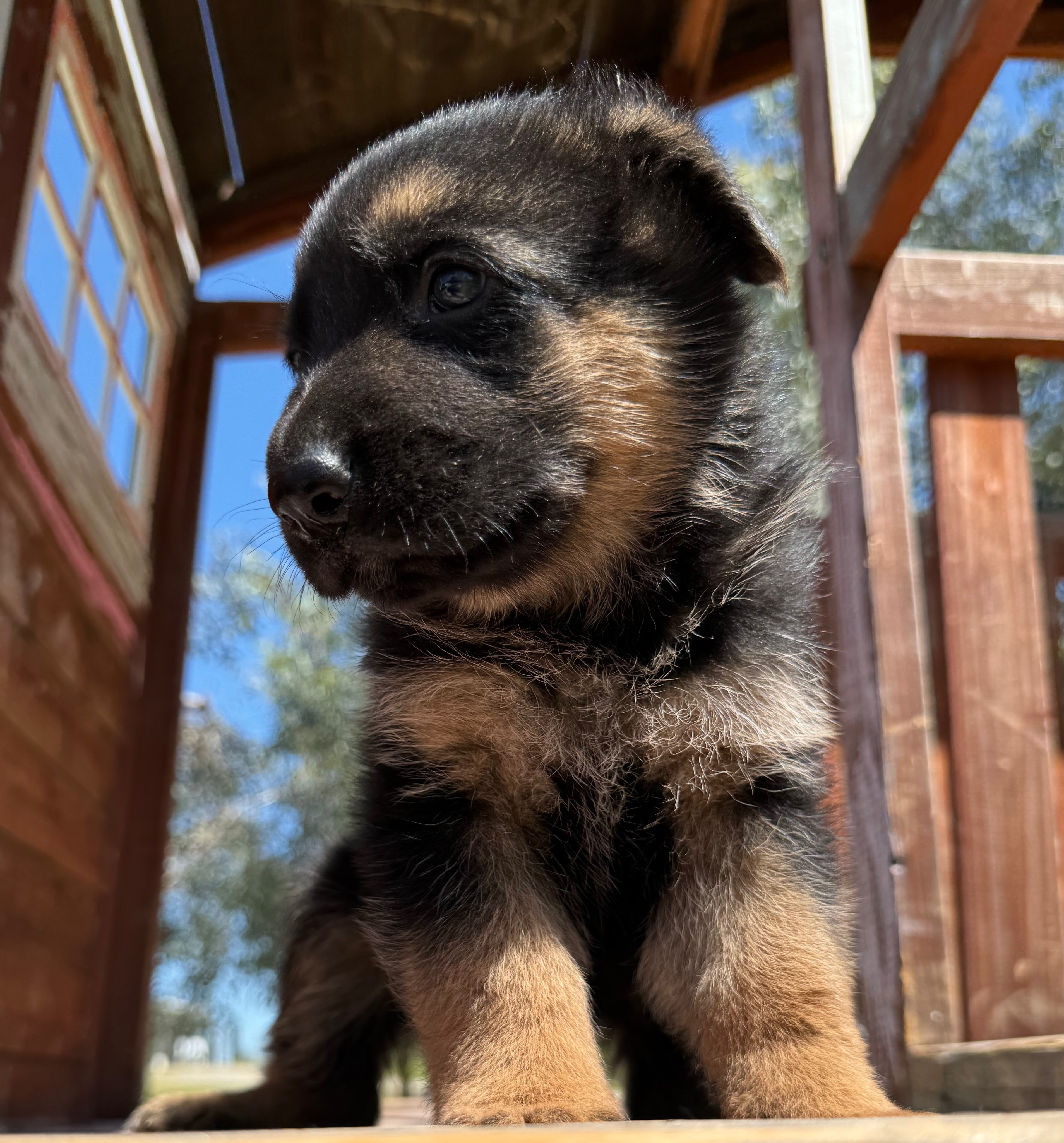 Puppy Thumbnail