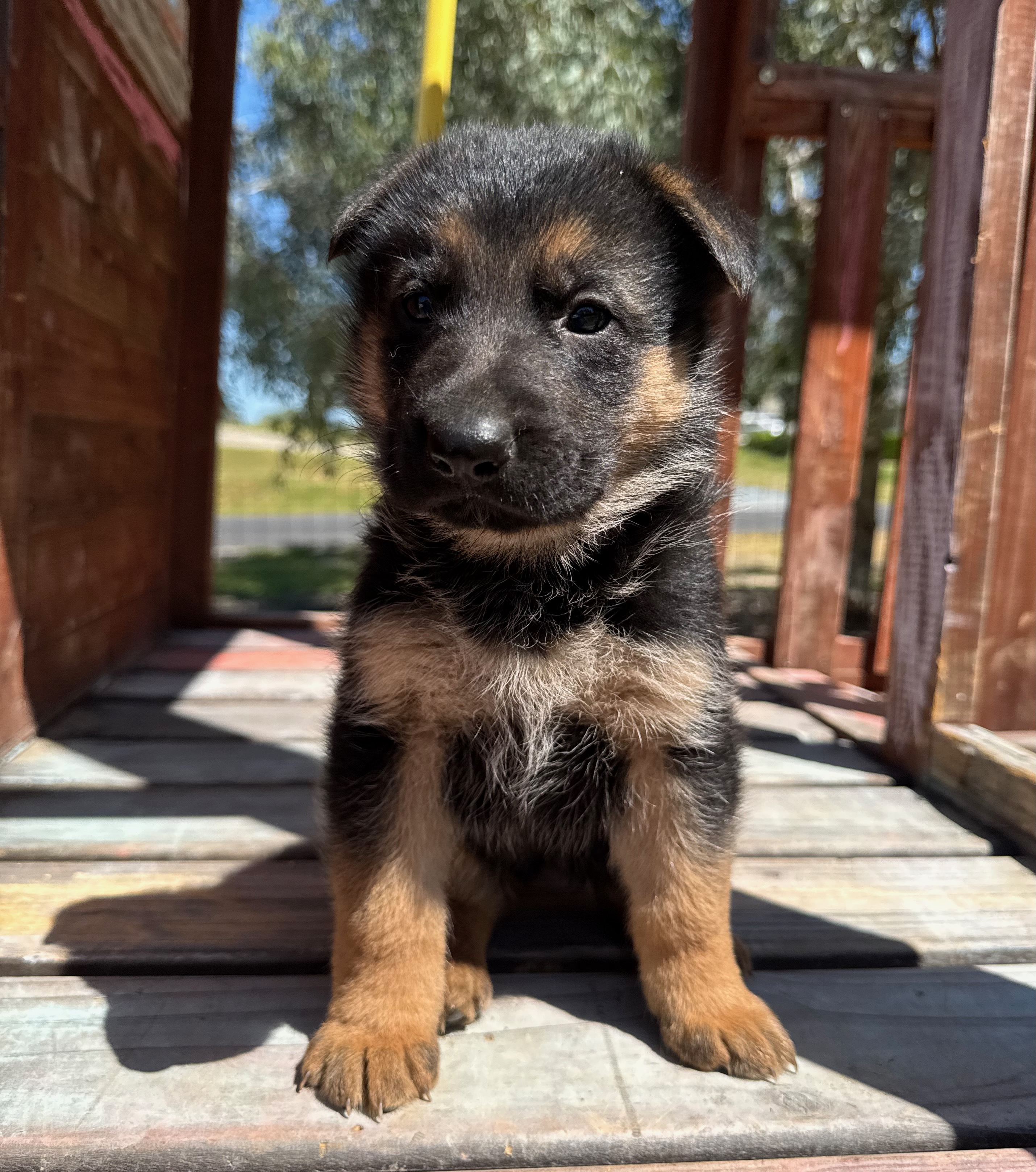 Puppy Photo
