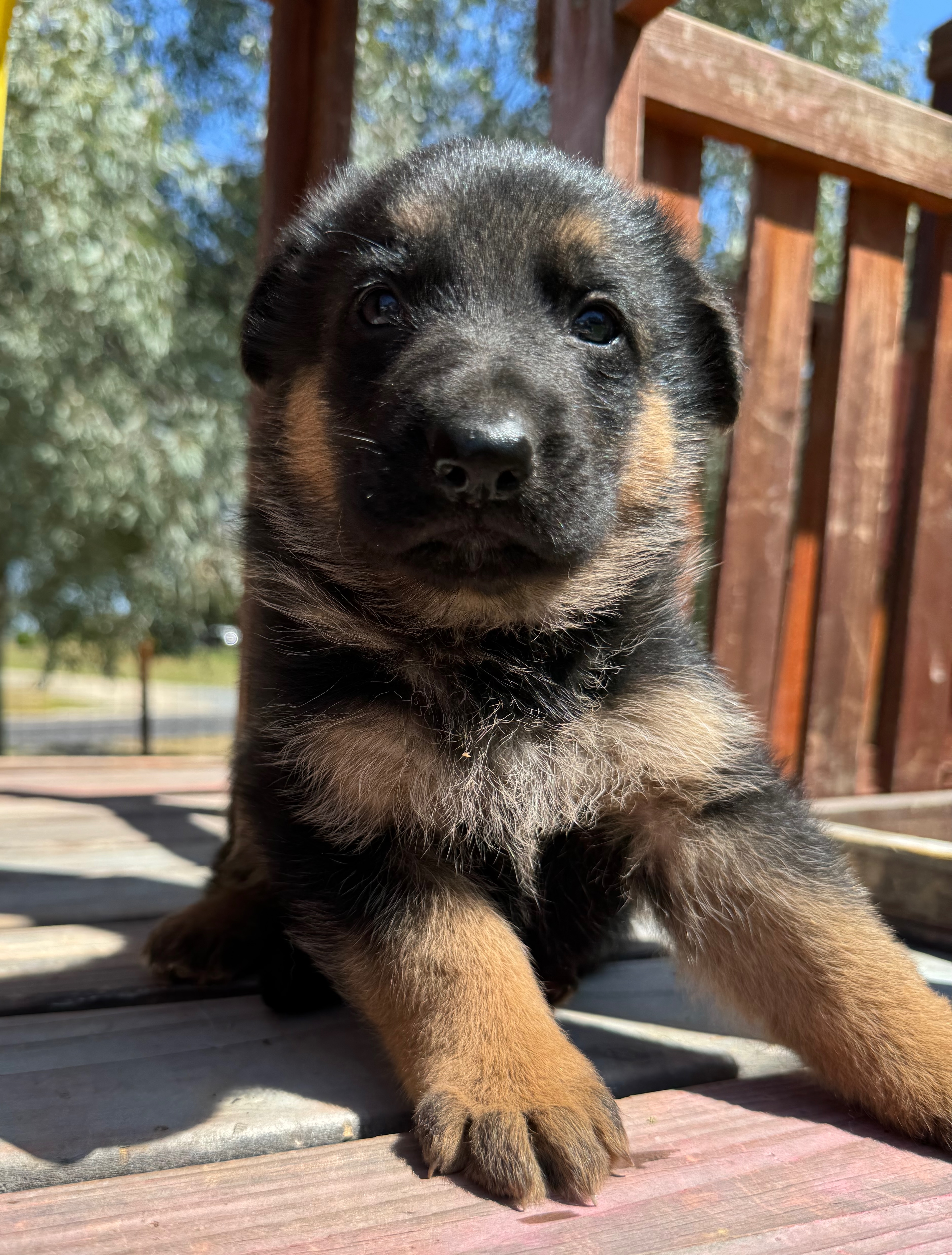Puppy Photo