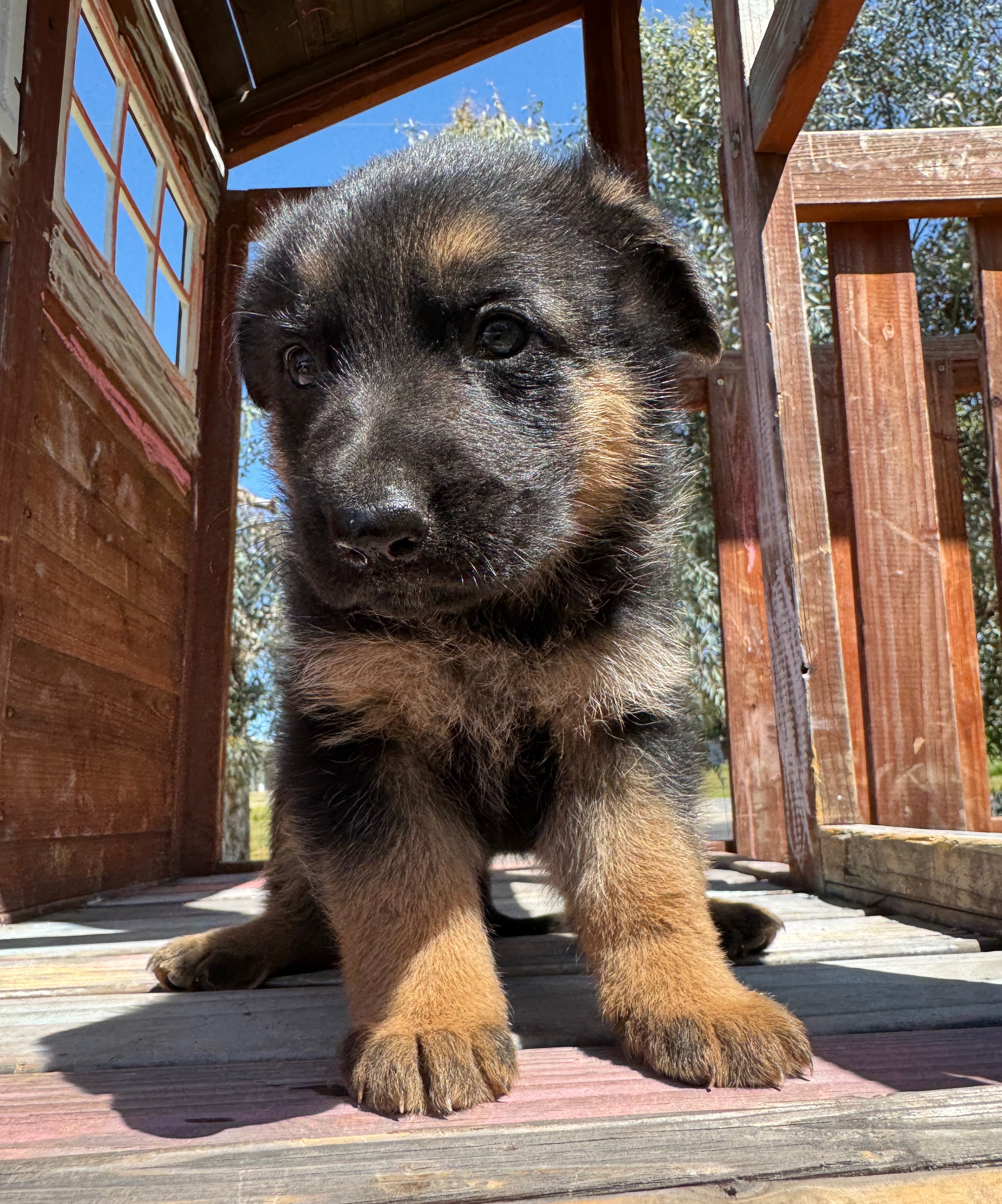 Puppy Thumbnail