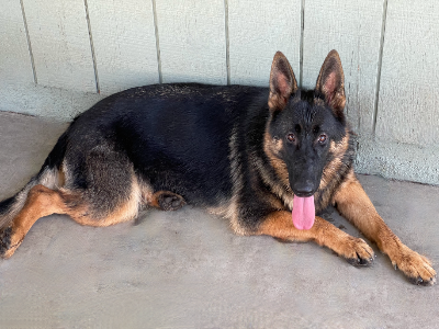 Zoey - Black and Tan Female