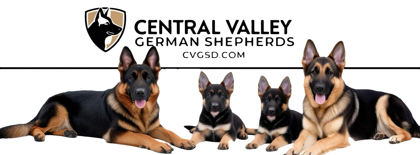 Our German Shepherds