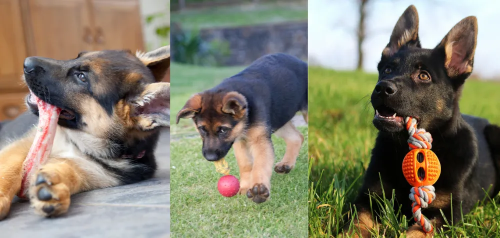 The Ultimate (and Slightly Exhausting) Guide to German Shepherd Puppy Care by Age