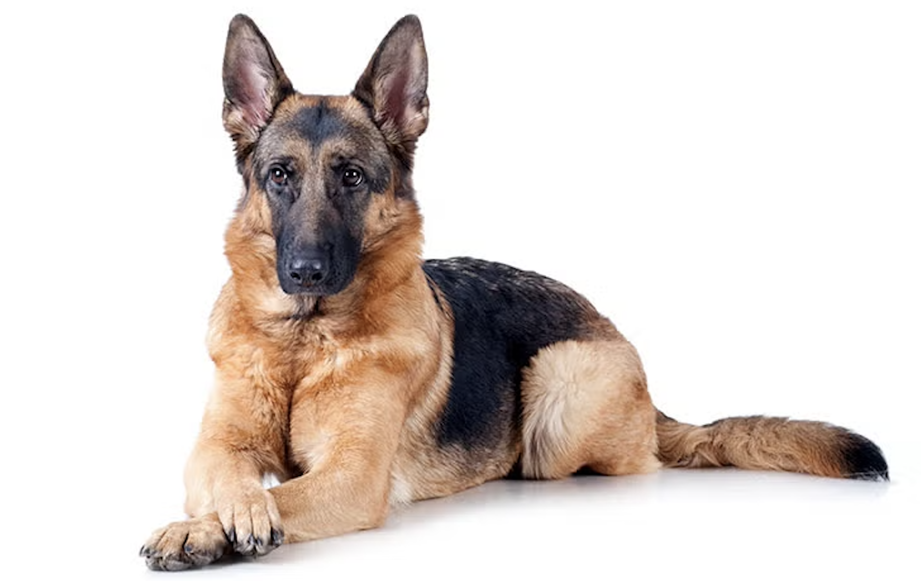 German Shepherd Behavior and Psychology: Differences Between Male and Female