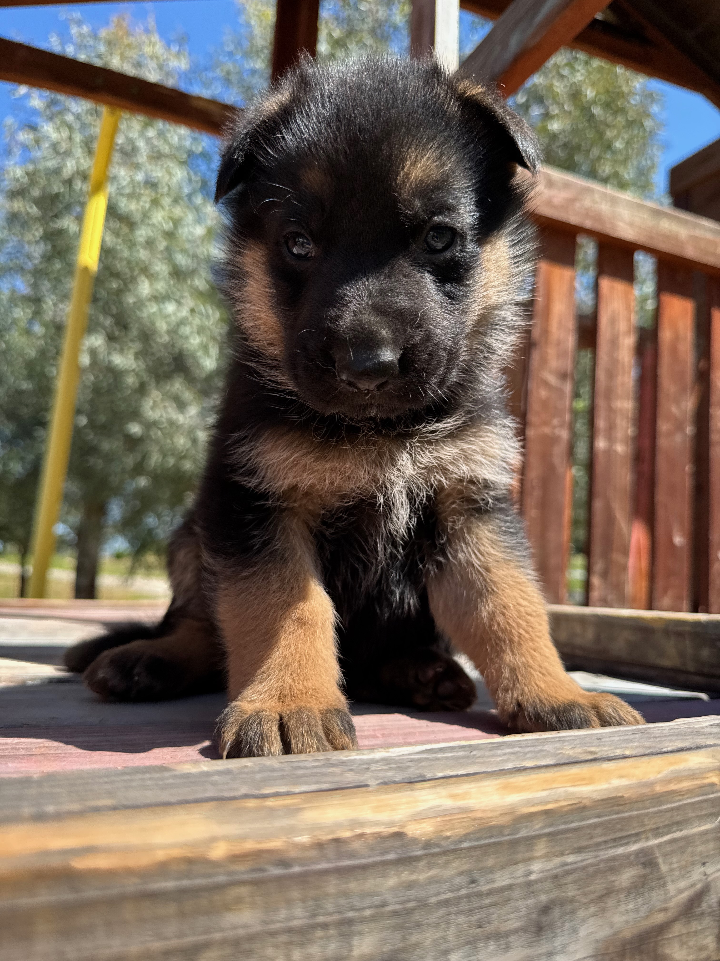 Puppy Thumbnail