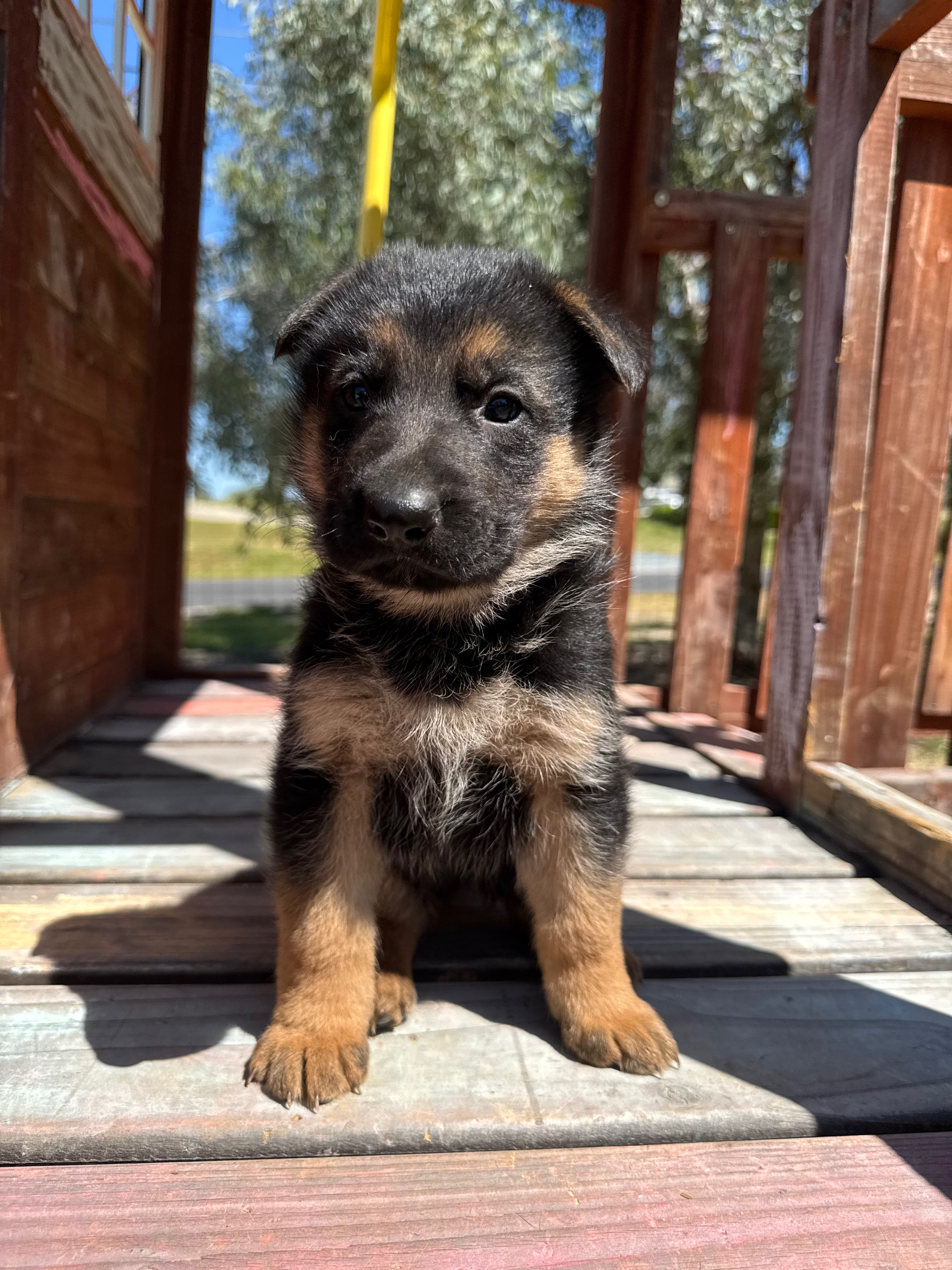 Puppy Thumbnail
